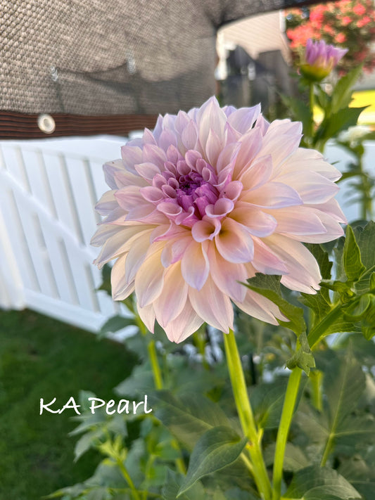 KA's® Pearl