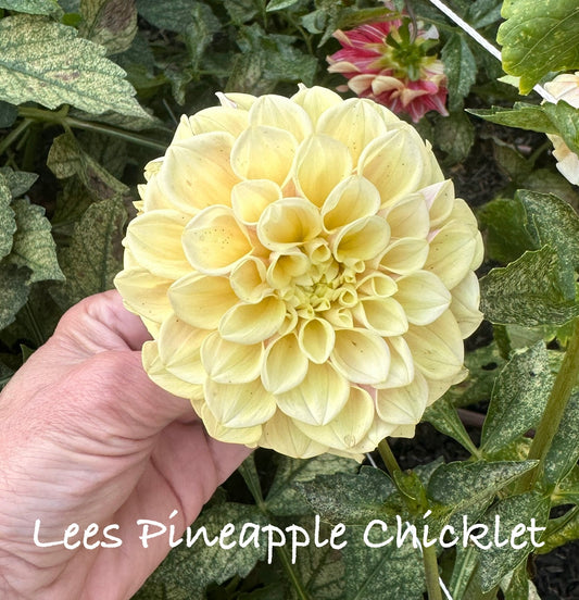 Lees Pineapple Chicklet