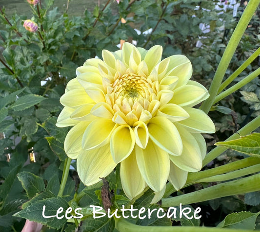 Lees Buttercake