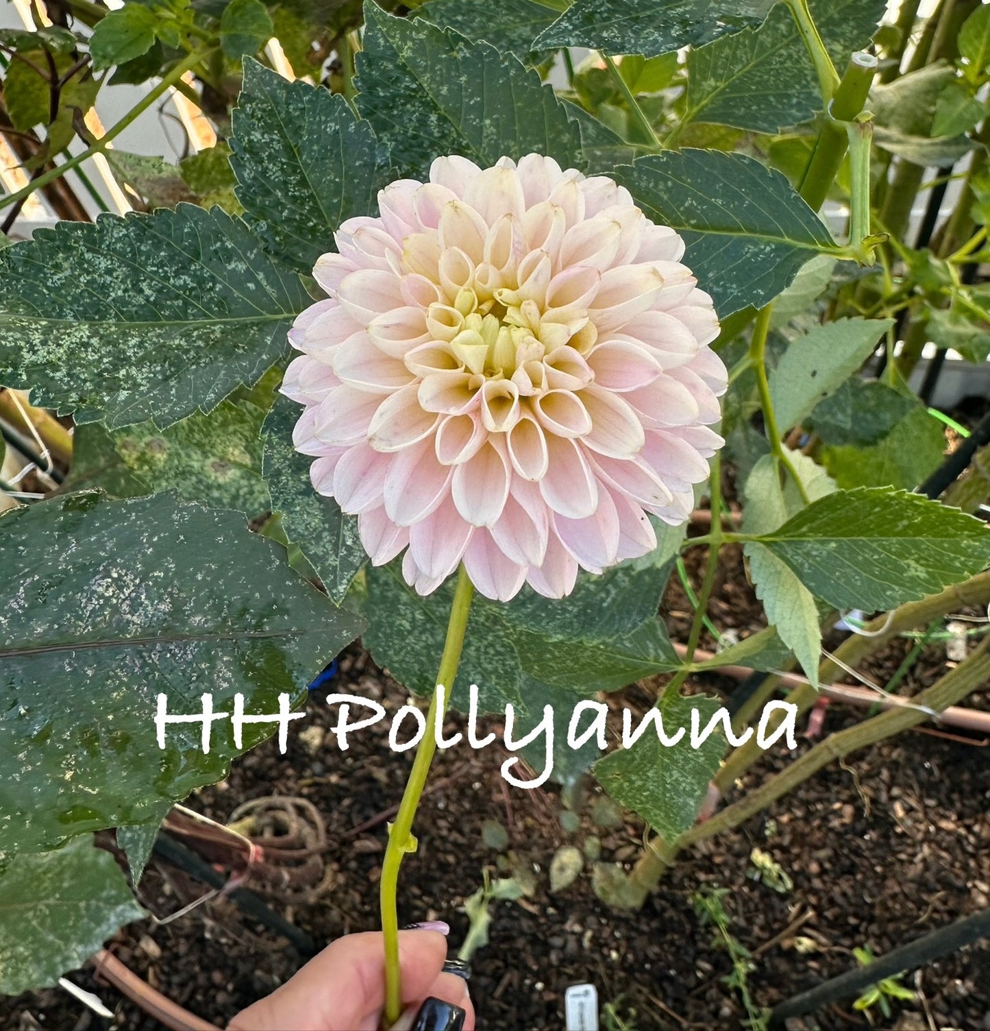 Hollyhill HH Pollyanna