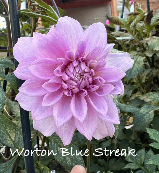 Worton Blue Streak