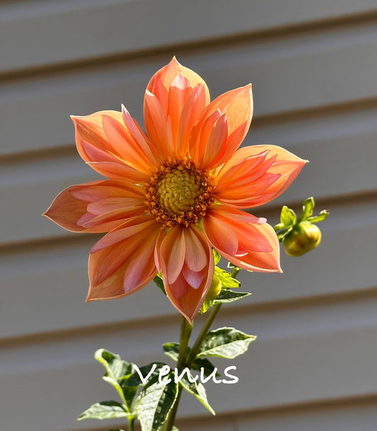 Venus