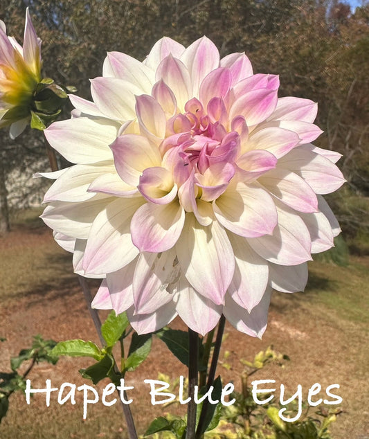 Hapet Blue Eye