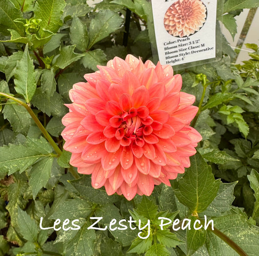 Lees Zesty Peach