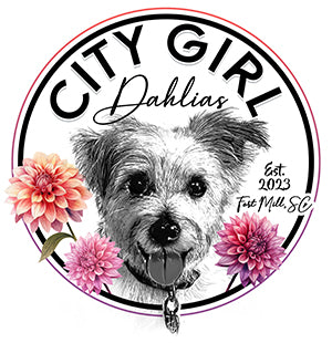 City Girl Dahlias