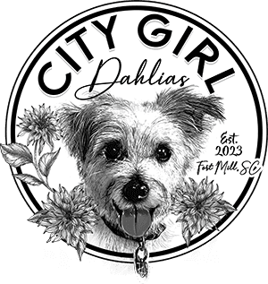 City Girl Dahlias