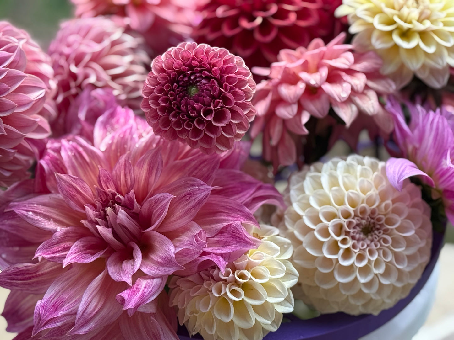 Fall Subscription – 5 Weeks